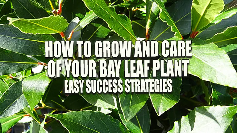 How to Grow and Care for Your Bay Leaf Plant: Easy Success Strategies