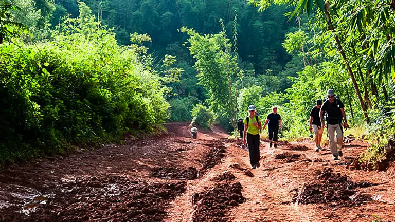 A group of hikers walking along a muddy, rutted track surrounded by lush green foliage under a bright sky.

