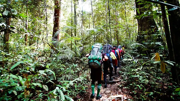 A group of hikers with large backpacks trekking in single file through a dense, lush green rainforest.


