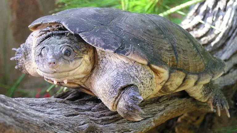 African Helmeted Turtle