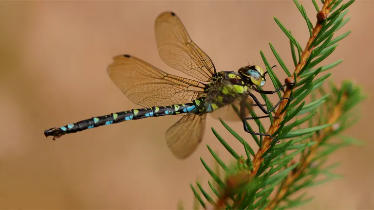 Hawkers Dragonfly