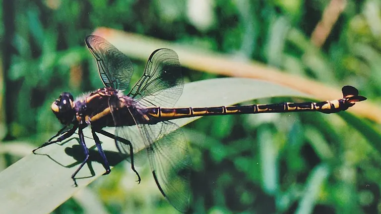 Petaltail Dragonfly