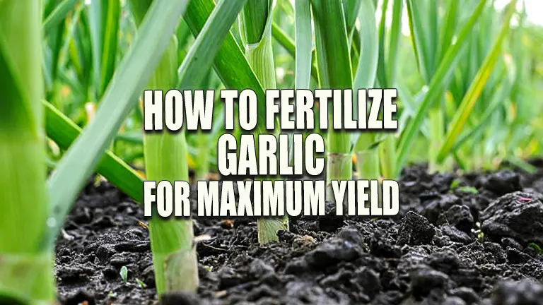 How to Fertilize Garlic for Maximum Yield: A Comprehensive Guide in 2024