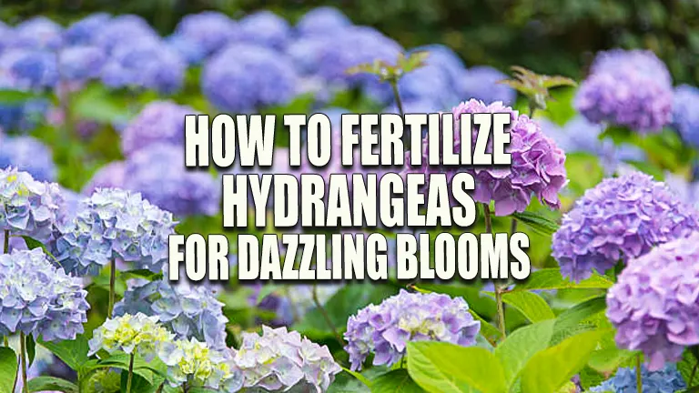 How to Fertilize Hydrangeas for Dazzling Blooms: Your Guide to Garden Success