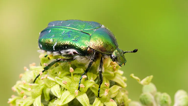 Rose Chafer Beetle - Forestry.com