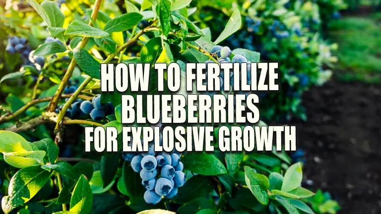 How to Fertilize Blueberries for Explosive Growth: Unlock Maximum Yields