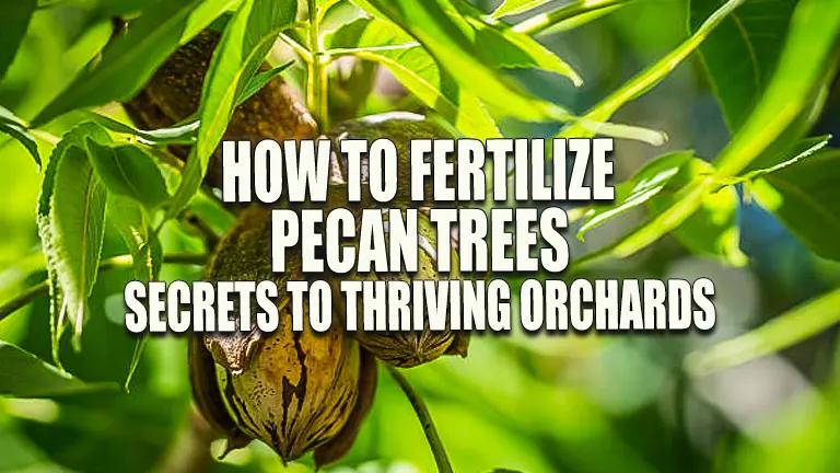 How to Fertilize Pecan Trees: Secrets to Thriving Orchards