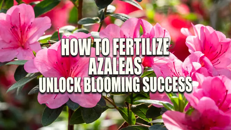 How to Fertilize Azaleas: Unlock Blooming Success