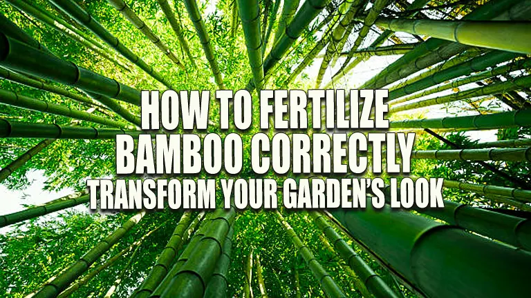 How to Fertilize Bamboo Correctly: Transform Your Garden’s Look