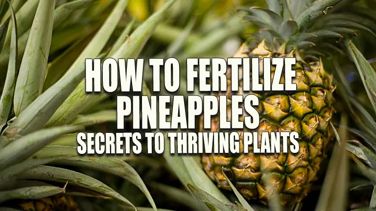 How to Fertilize Pineapples: Secrets to Thriving Plants