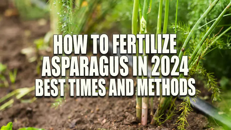 How to Fertilize Asparagus in 2024: Best Times &amp; Methods