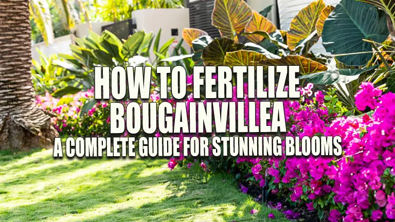 How to Fertilize Bougainvillea: A Complete Guide for Stunning Blooms