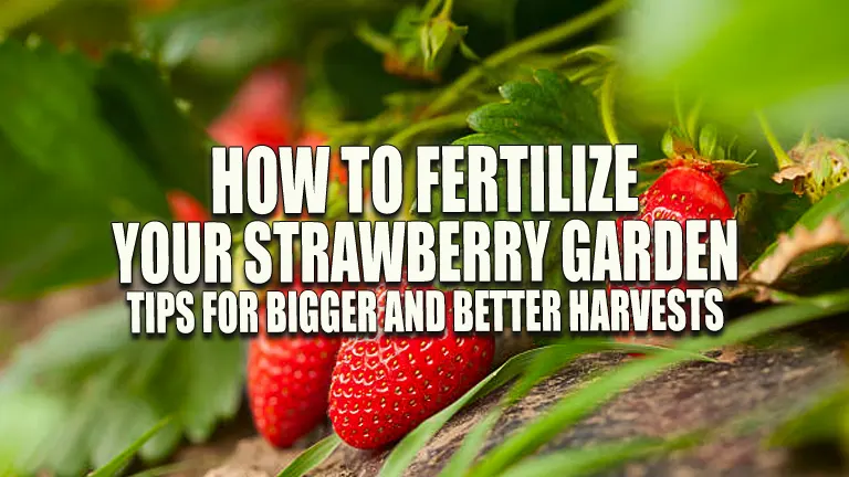 How to Fertilize Your Strawberry Garden: Tips for Bigger and Better Harvests