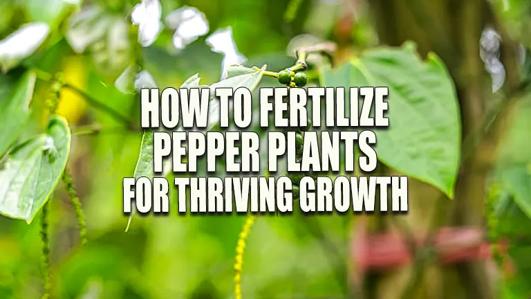 How to Fertilize Pepper Plants for Thriving Growth: Best Timing, Techniques, and Expert Tips