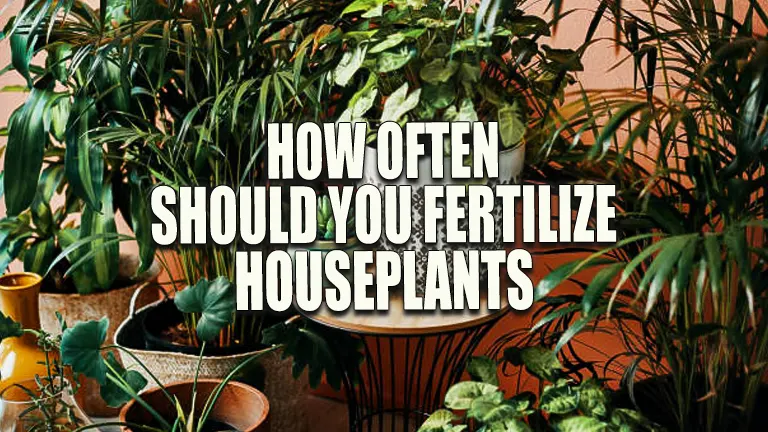 How Often Should You Fertilize Houseplants? Tips for Strong, Healthy Growth