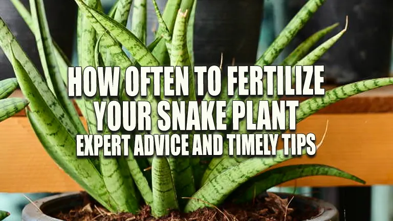 How Often to Fertilize Your Snake Plant: Expert Advice and Timely Tips