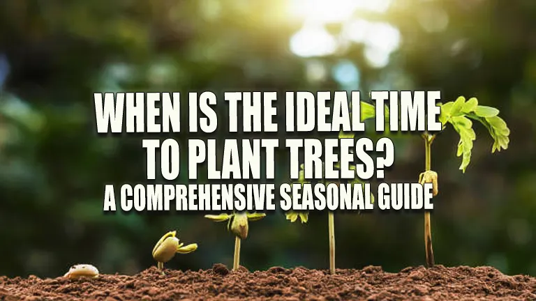 When is the Ideal Time to Plant Trees? A Comprehensive Seasonal Guide