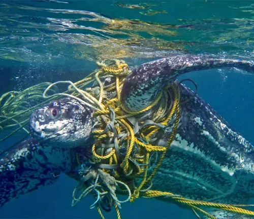 A Leatherback Sea Turtle entangled in a rope, struggling in the ocean.