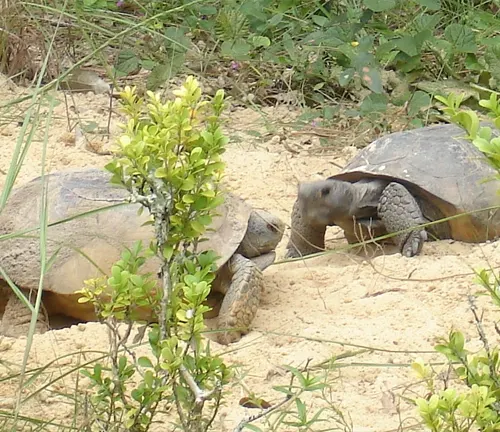 Two large gopher tortoises walking in sandy terrain.