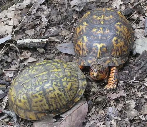 Two Common Box Turtles sitting on the ground in the woods.