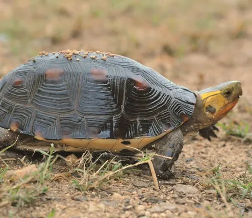 A Chinese Box Turtle with a black and yellow shell walking on the ground.