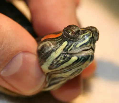A person gently holds a Red-eared Slider Turtle, its eyes open, showcasing the beauty of this species.