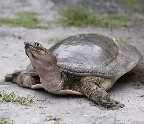 Florida Softshell Turtle
(Apalone ferox)