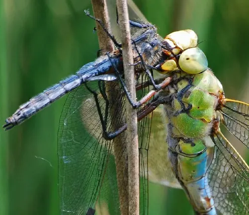A "Darners Dragonfly" perches on a stem, displaying its spread wings.