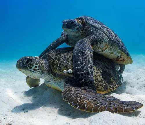 Two Kemp's Ridley Sea Turtles stacked on top of each other, both with vibrant green shells.