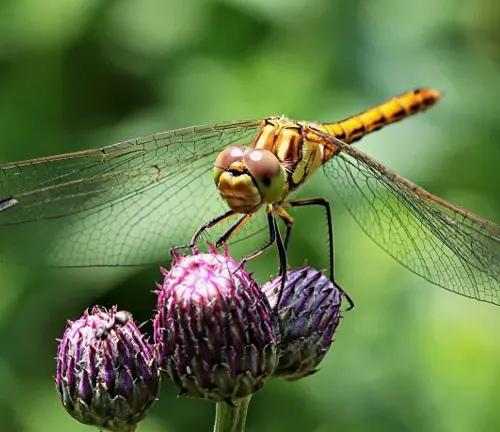 A Clubtail Dragonfly perched on a flower.