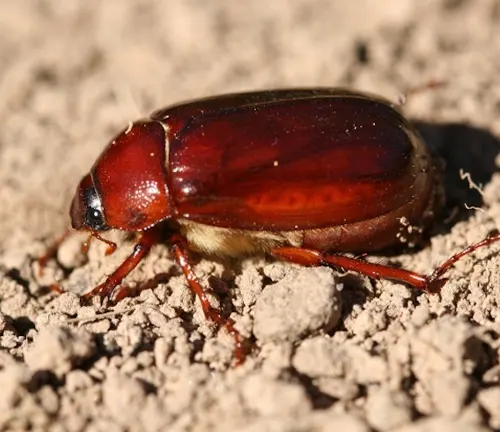A red June Beetle crawling on the ground in the dirt.