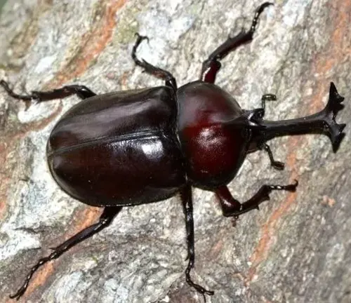A Rhinoceros Beetle, a large beetle with black legs and long horns, crawling on a surface.