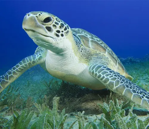 Green Sea Turtle
(Chelonia mydas)