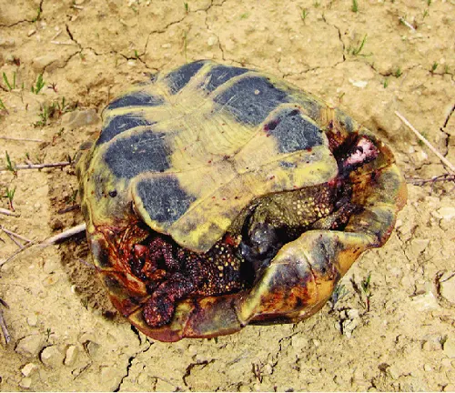 A deceased Hermann's Tortoise lies motionless on the desert floor, its lifeless body blending with the arid surroundings.