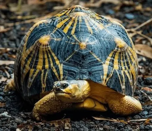 An Indian Star Tortoise with a shell adorned in yellow and black stripes.