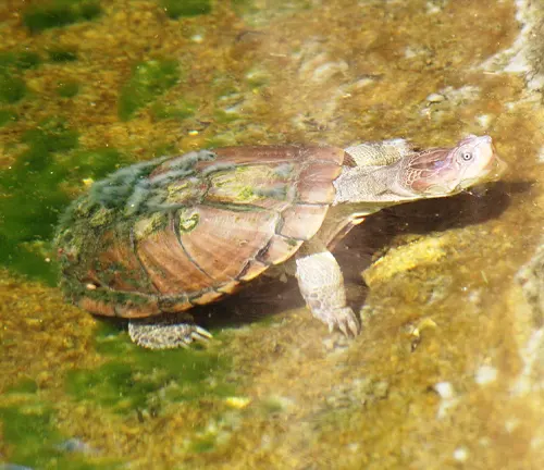 African Helmeted Turtle swimming gracefully in the water.
