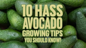 10 Hass Avocado Growing Tips You Should Know!