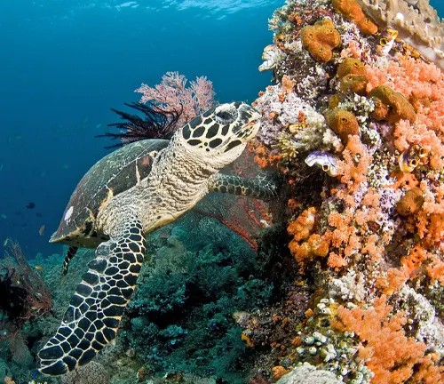 A Hawksbill Sea Turtle gracefully swims over a vibrant coral reef, showcasing the beauty of colorful coral.