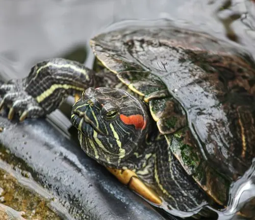 A "Red-eared Slider Turtle" swimming gracefully in the water.