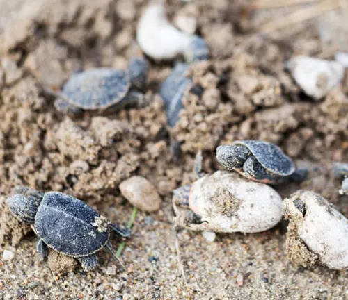 A group of baby Painted Turtles laying on the ground.