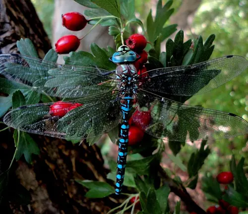 A "Hawkers Dragonfly" with blue and black wings perched on a branch.