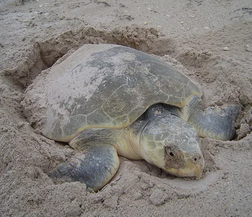 A Kemp's Ridley Sea Turtle peacefully rests on the sandy beach, blending with the surroundings.