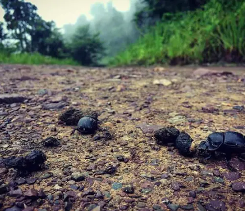 A group of dung beetles rolling a ball of dung across the ground.