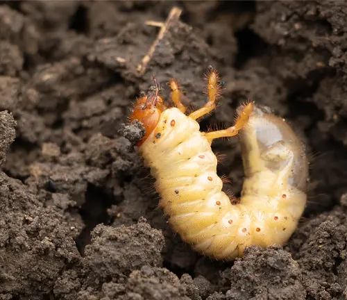 A "June Beetle" caterpillar slowly crawling on the ground.