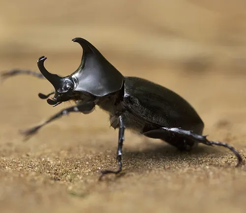 A black Rhinoceros Beetle with long horns on its back.