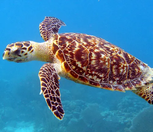 Hawksbill Sea Turtle
(Eretmochelys imbricata)