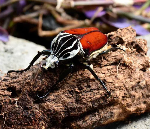 A Goliath Beetle, with red and black colors, perched on a log.