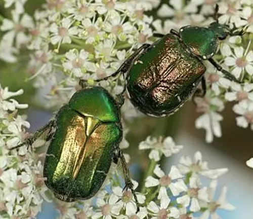 Two green Rose Chafer Beetles perched on white flowers.