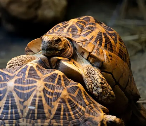 Two Indian Star Tortoises stacked on top of each other.