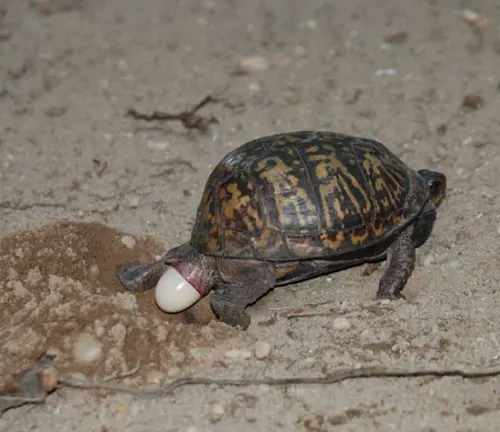 A Common Box Turtle carrying a white egg on its back.